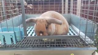 Black Tort VM Holland Lop Buck