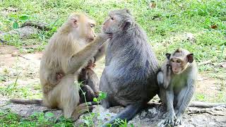 Sweet Family Monkeys, The Happy Monkey's Time while Meet Each Other And Help Find Lice.