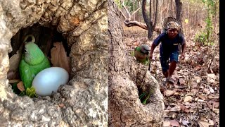 Wow 🤩 many beautiful Parrots inside a hole