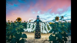 Sunflowers and Drone shots with NO DRONE