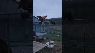 Roosters and chickens causing a ruckus in the chicken run!