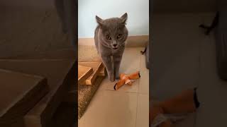 Cat Meowing  #funnycats  #cat #funny #song #trendingshorts #viralvideo