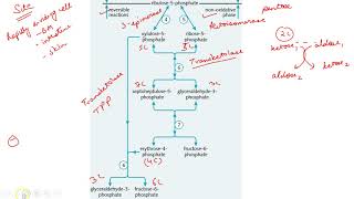 #neetpg#aiims#mednerd#usmle    Hexose Monophosphate Shunt