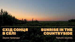 Звуки природи: світанок в селі | Nature sounds: Sunrise in the countryside | ASMR 4k