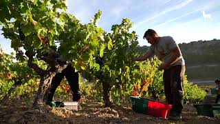 Vendimia en Bodegas Arzuaga