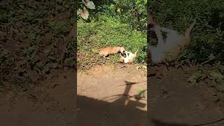 😺cat and 🦴dog whoes winning කව්ද දිනන්නේ #shorts #animals #funny