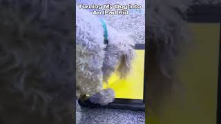 Turning My Dog Into An IPad Kid (Mind-Blowing Result) #dog #puppy #ipadkid #trend #trending