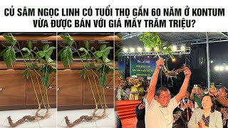 CỦ SÂM NGỌC LINH CÓ TUỔI THỌ GẦN 60 NĂM Ở KONTUM VỪA ĐƯỢC BÁN VỚI GIÁ MẤY TRĂM TRIỆU?