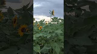 Oisca Sunflower Farm | Brgy. Tabunan, Bago City