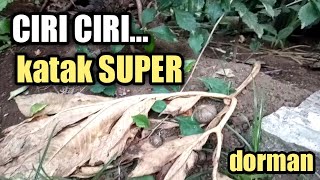 CIRI CIRI KATAK SUPER/BIBIT KATAK PORANG