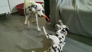 Series: Part 1. Mother Una and puppy daughter Zuzi play and learn