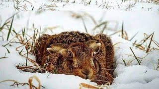 ПОЛЮВАННЯ НА ЗАЙЦЯ 🐰такого полювання в мене ще не було 😁 ...