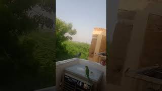 parrot #natural sound#shortsvideo #two #parrot #flying