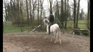 Equitazione Classica Dressage - Francesco Vedani - Galoppo riunito - III fase galoppo