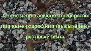 Схема использования препаратов при вымораживании (высыхании) роз после зимы.