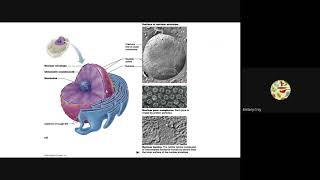 Organelles