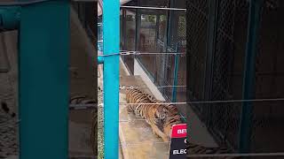 Tiger Park near Big Buddha, Phuket, Thailand