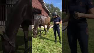 I love animals ❤️ #youtube #horse #horsebackriding #shorts #youtube