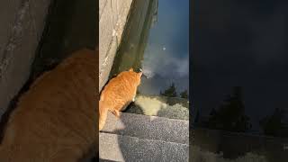 cat trying to catch turtle 🐢🐢🐢