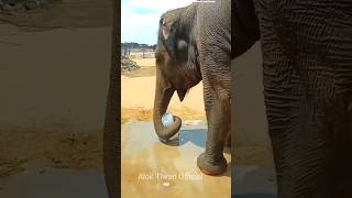 Cute elephant🤯😲 #shorts #gadgets #facts #challenge #viralvideo #shortvideo