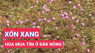 Xốn xao hoa mua tím ở Đắk Nông