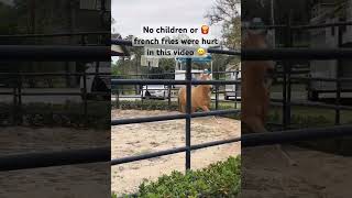 FUNNY | Laughing fail 😆 #Horse