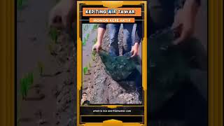 Wooow...!!! Ide Usaha Cemerlang Untungnya Double, Tanam Padi Sekaligus Budi Daya Kepiting