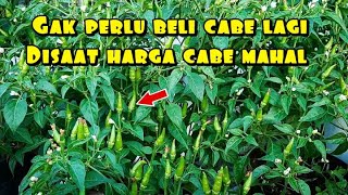 Menanam cabe rawit dan sayuran dihalaman rumah memanfaatkan pekarangan rumah