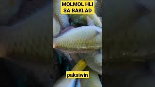 Isdang Molmol na huli sa baklad