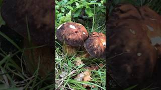 Boletus aereus #mushroom #nature #cepes #грибы #foraging #boletus #porcini #mushrooms