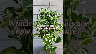 Which green plants low maintenance? #plants #shortvideo #garden #youtubeshorts #howto #houseplants