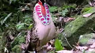 Male cabot's tragopan