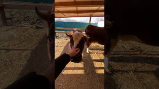 Сегодня побывала в гостях у Крипы с Маликой🐄❤️ #cow #cowvideos #cows #shortsyoutube #shorts_video