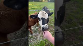 #animals #farming #funny #cow