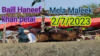 Baill daor Mela dera ghazi khan sarwar wali baill Haneef khan petai 4 Mint sade 86 chakar 2/7/2023