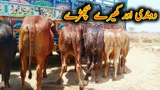 donde aur khire bachade|mandi ke bachade|sahiwal nasl ke bachade