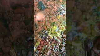 A beautiful water snake. #animal #shortvideo #shorts #nature #subscribe