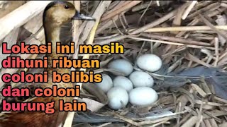 Sarang burung belibis di alam liar | Terdapat ribuan belibis di lokasi ini