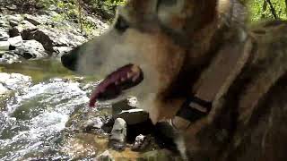 Honey & Walter Playing in Pickle Creek at Hawn State Park