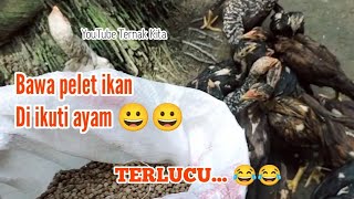 TERNAK KITA || BAWA PELET IKAN DI IKUTI AYAM