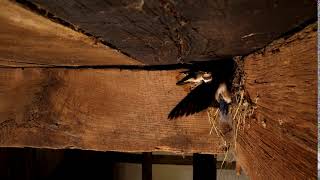 Barn swallow: How these birds feed their young Rauchschwalben: Wie diese Vögel ihre Jungen füttern