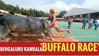 Bengaluru Kambala | Buffalo Race | Tulu Nadu Kambala |