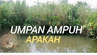 Umpan!!! paling ampuh buat mancing di rawa rawa saran kritik nya dong