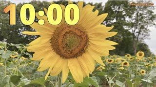 10 Minute Sunflower Field 🌻🌻 Timer Countdown ⏳