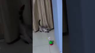 Laugh Out Loud   Funny Cute Cat and Dogs   I love Cats & Dogs Part 2 😆😆😆 #Shorts 😆😆😆