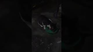 pENAMPAKAn kUCINg hITAm?? [dIDEPAn rUMAh]