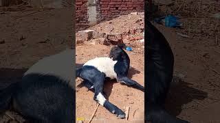 Black Bengal Bakri :- स्टॉल फीड में  सेट कैसे करें ? #blackbengalgoat #animals #farming #goat