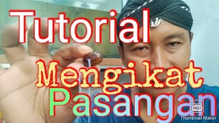 Tutorial mengikat pasangan.