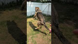 Charlie plays fetch #shorts #germanshepherdpuppy #viraldogsvideos #cutedogs #1kviews #subscribe