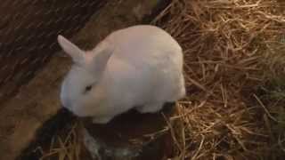 Cute bunny eating